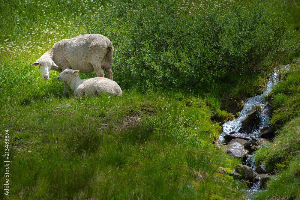 Fototapeta premium Sheep Grazing high in the Colorado Mountains