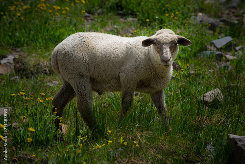 Sheep Grazing high in the Colorado Mountains