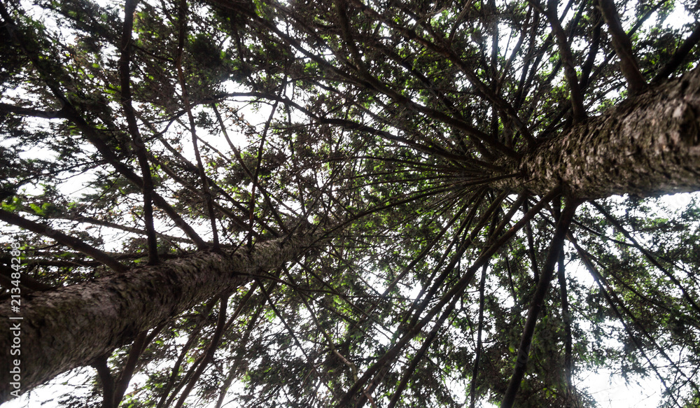 Fototapeta premium Silhouettes of the pine treetops against the sky