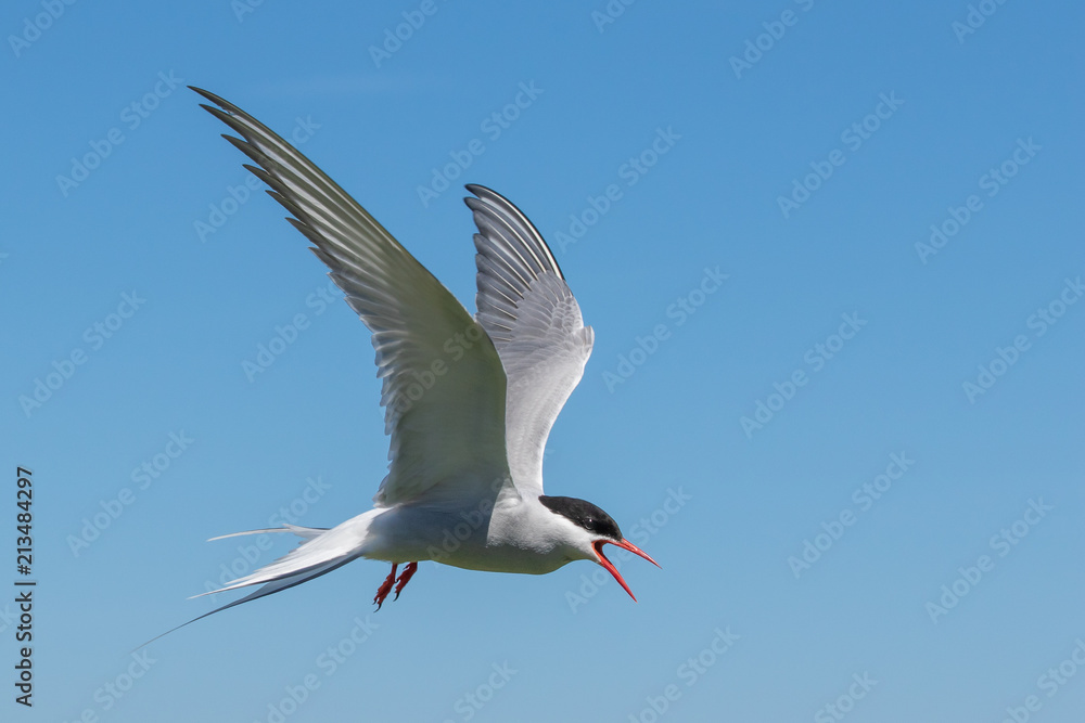 Arctic Tern agressively defending her nest Arctic Tern agressively defending her nest