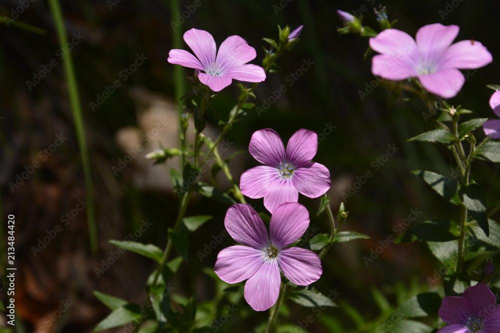 Fototapeta premium fiore delle prealpi di Ledro,Trentino,Italy