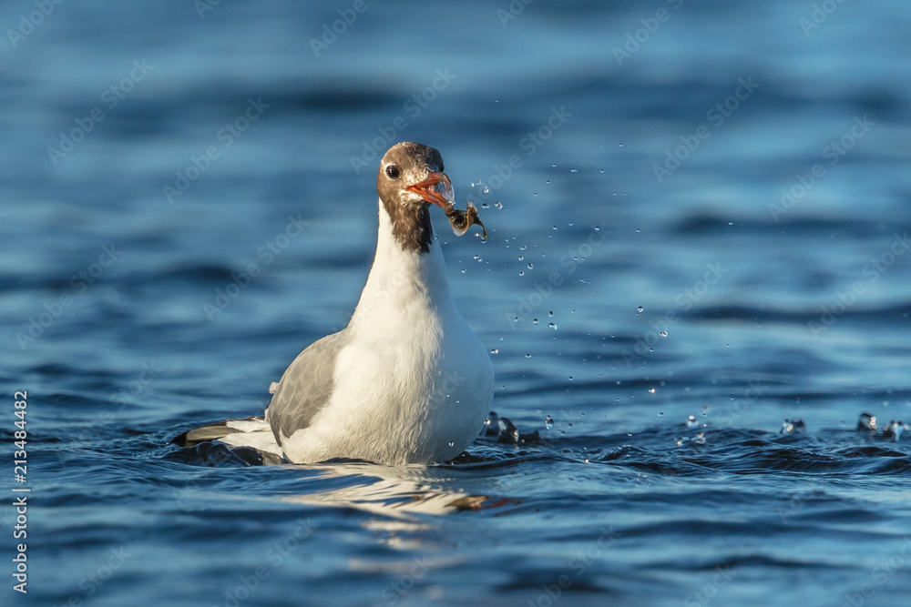 Fototapeta premium Möwe mit fisch