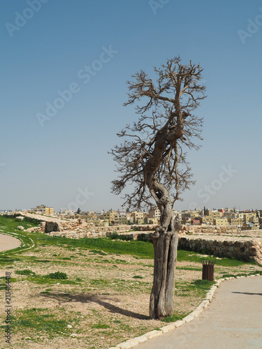 Dry tree with blus sky photo