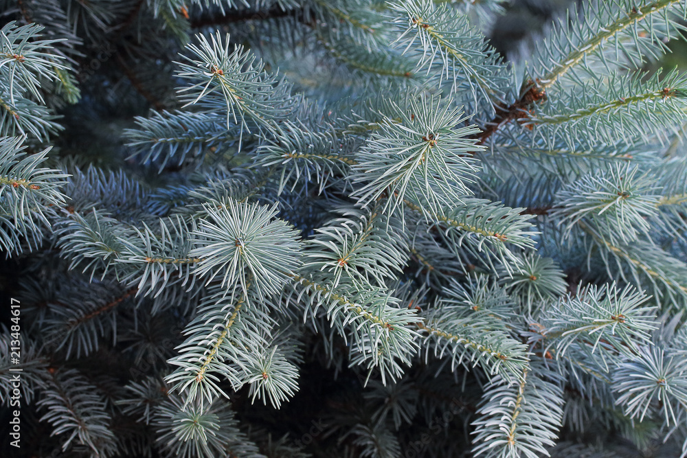 tree branches close-up