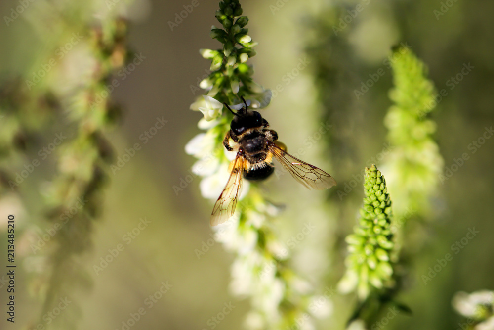 Biene, Hummel an Pflanze Biene, Hummel an Pflanze
