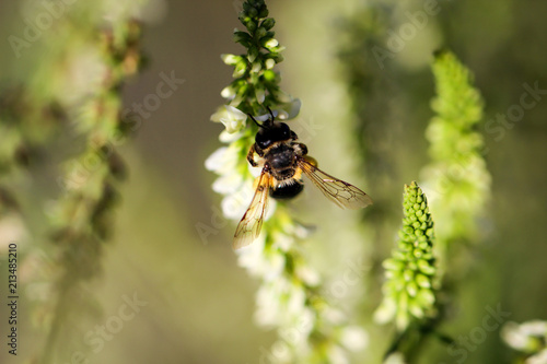 Biene, Hummel an Pflanze © boedefeld1969