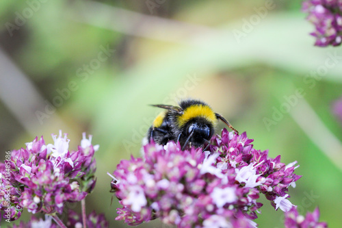 Biene, Hummel auf Blüte © boedefeld1969