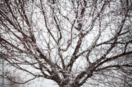 Hawthorn covered with hoarfrost