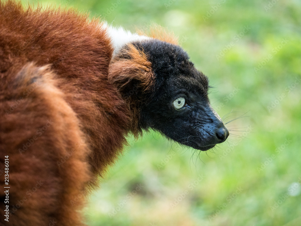 Fototapeta premium Lémurien