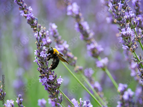 Fototapeta Naklejka Na Ścianę i Meble -  Carpenter Bee in Lavender Garden