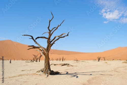 Ancient desert tree in Namib Desert