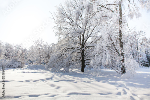 Snowfall in the park, snow covered big tree landscape. Beautiful winter weather concept.