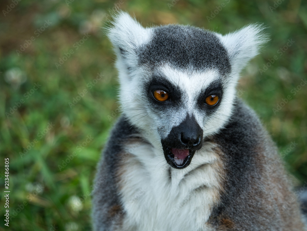 Obraz premium Lémurien