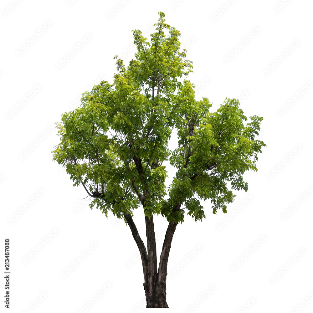 Obraz premium Tree isolated on a white background, Tree for design or decoration work.