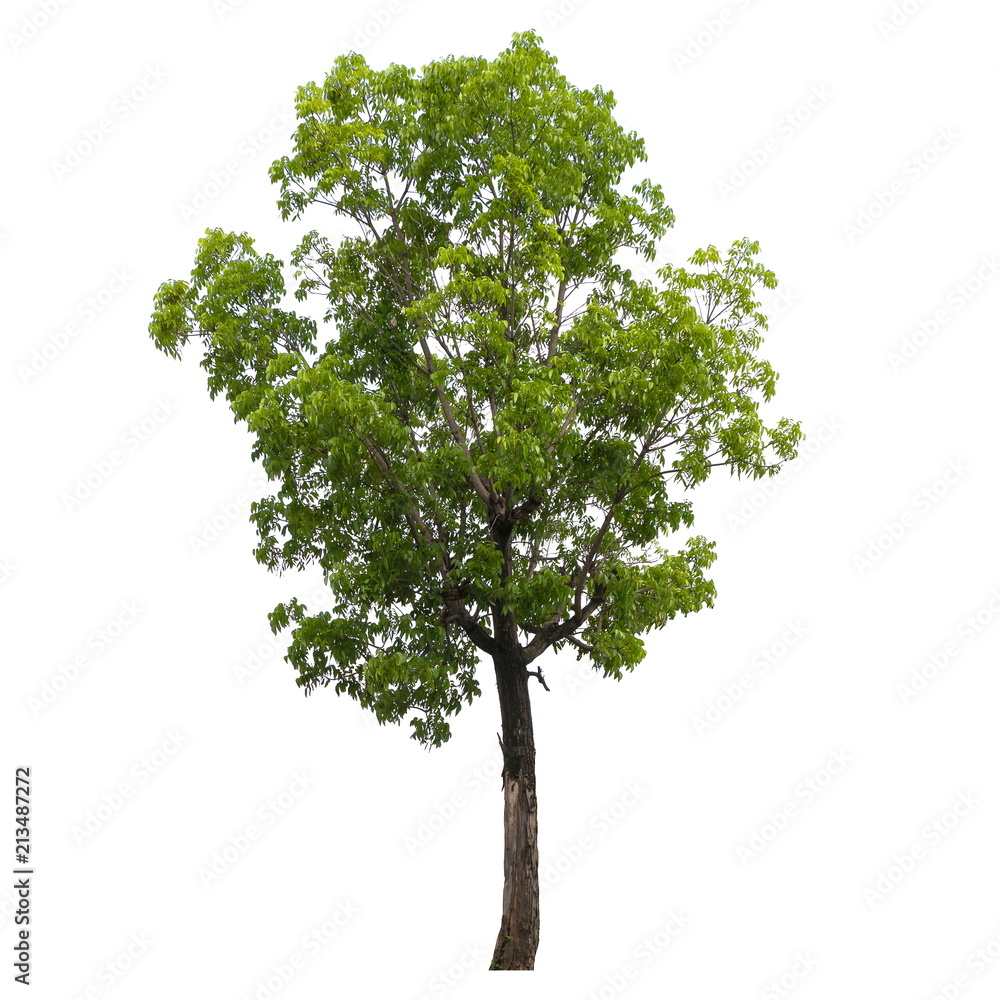 Obraz premium Tree isolated on a white background, Tree for design or decoration work.