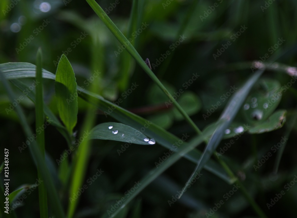 Drops on the lear Drops on the lear