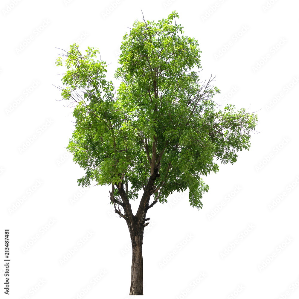 Tree isolated on a white background, Tree for design or decoration work. Tree isolated on a white background, Tree for design or decoration work.