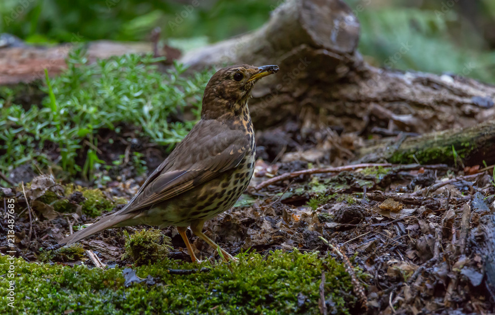 Song thrush bird Song thrush bird