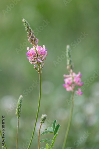 Two esparcet pink flowers (Onobrychis viciifolia). Blossoming Sainfoin or Holy-clover wildflowers. Summer, Czech Republic, Northern Bohemia.