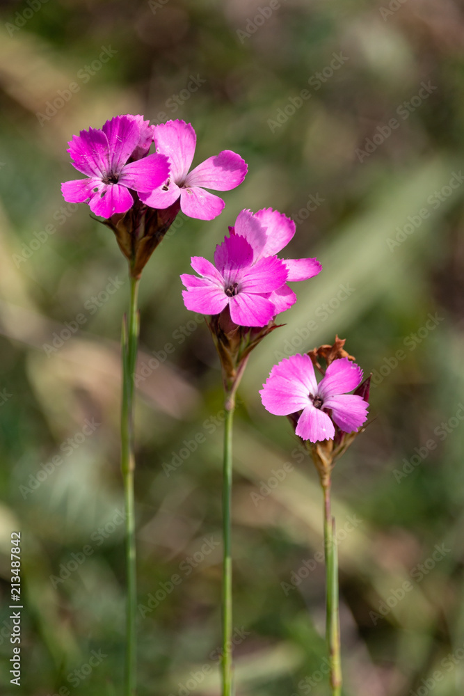 Three pink carnation flowers with parallel stalks. Carthusian Pink or Charterhouse Pink (Dianthus carthusianorum) with blurred green background. Magenta colored wild flowers on summer meadow. Three pink carnation flowers with parallel stalks. Carthusian Pink or Charterhouse Pink (Dianthus carthusianorum) with blurred green background. Magenta colored wild flowers on summer meadow.