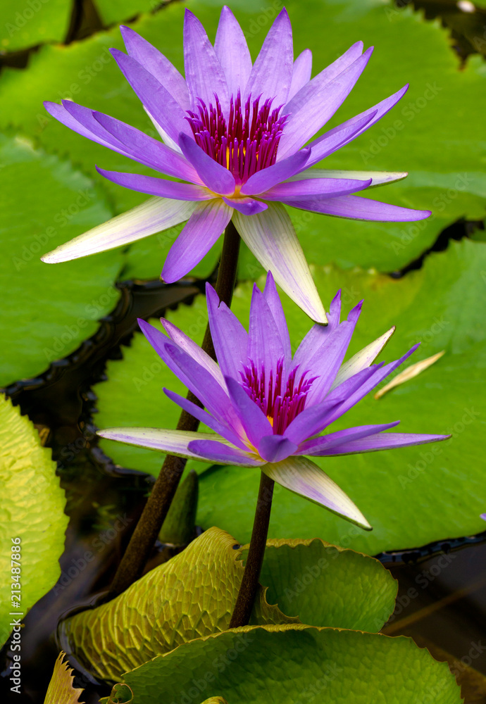 Blaue ägyptische Seerose (Blauer Lotus) Stock Photo | Adobe Stock