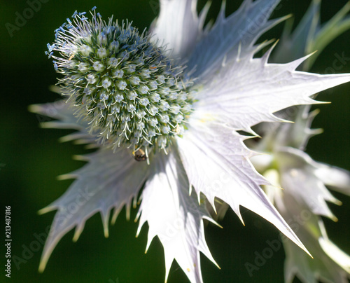 Gigantische Eselsdistel (Onopordum acanthium) im Blütenstand photo