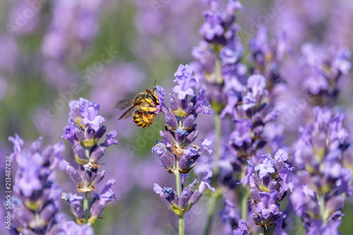 Yellow wasp collects nectar on purple blooming lavender flowers with blurred background. Summer, Czech Republic.