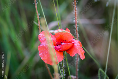 Fototapeta Naklejka Na Ścianę i Meble -  Mohnblume im Gras
