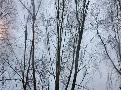 Close Up of a tree on a windy day photo