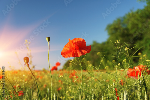 Field of poppies against the setting sun