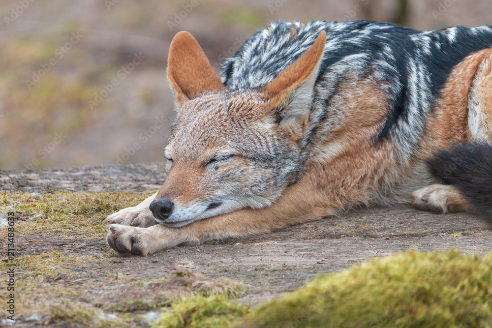 Sleeping black-backed jackal (Canis mesomelas). Silver-backed Jackal lying with elongated paws.