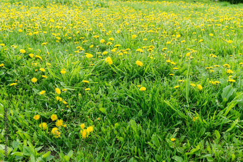 Grass field with dandelions