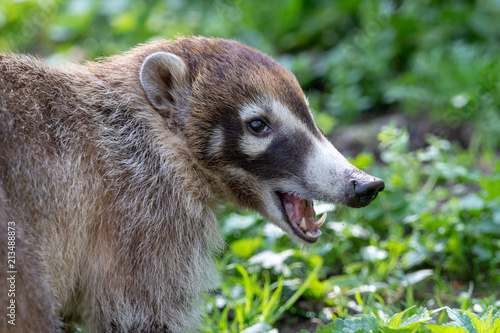 Schilderij op canvas The white-nosed coati (Nasua narica) or coatimundi with open mouth and naked fangs with blurred green grass on the background