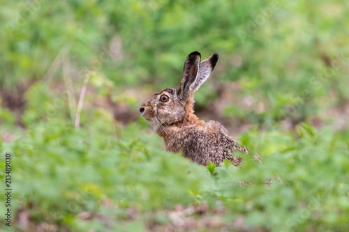 European hare sitting in the grass with blurred green background. Brown hare (Lepus europaeus) has eyes set high on the sides of its head, long ears and a flexible neck. Wildlife scene, Czech Republic