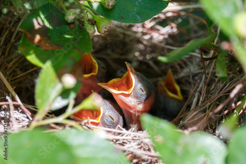 Newborn naked chicks lying in the nest. Little hungry warblers with open beaks. Wildlife scene from spring forest.