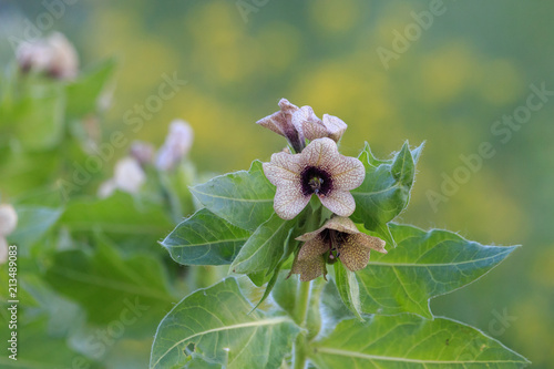 Tableau sur toile Brownish yellow, purple-veined flowers of Black henbane with blurred background