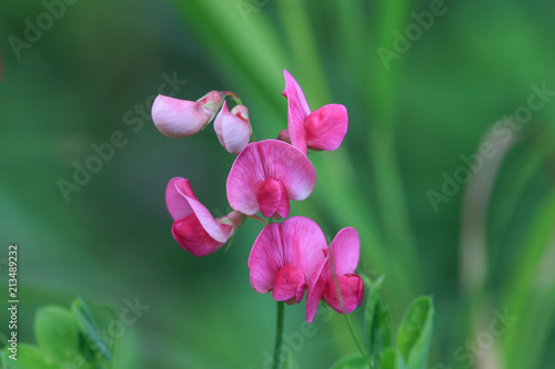 Lathyrus tuberosus, also known as the tuberous pea, tuberous vetchling, earthnut pea, aardaker or tine-tare. Pink flowers with green blurred background.