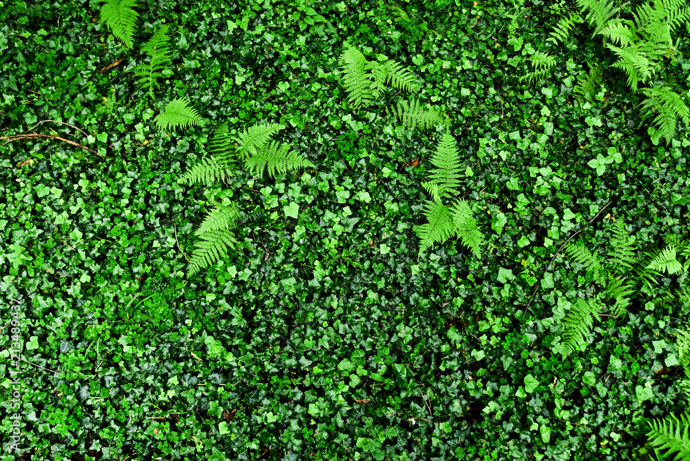 Floral background Floral background