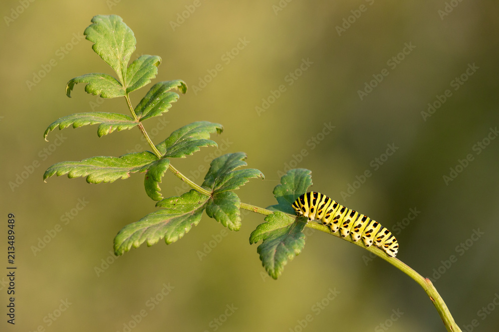 Papilio machaon caterpillar on green plant with green blurred background. Beautiful vivid green caterpillar with black and orange markings. Larva of a Old World or common yellow swallowtail.