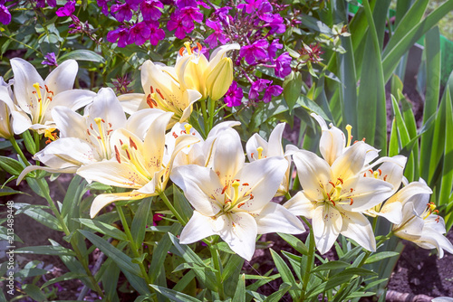 group of white asiatic lilies in the garden