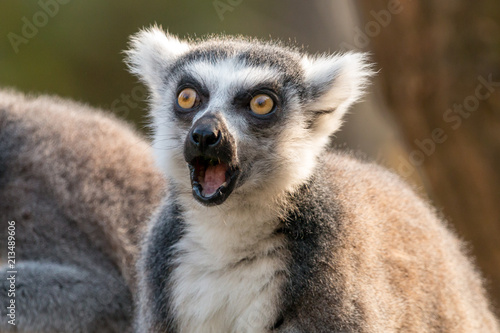 Surprised ring-tailed lemur or lemur catta with open mouth and eyes wide open. © TashaBubo