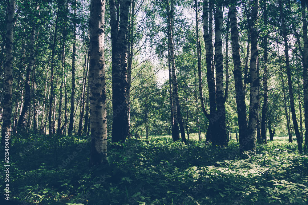 Fototapeta premium Green trees in summer park retro