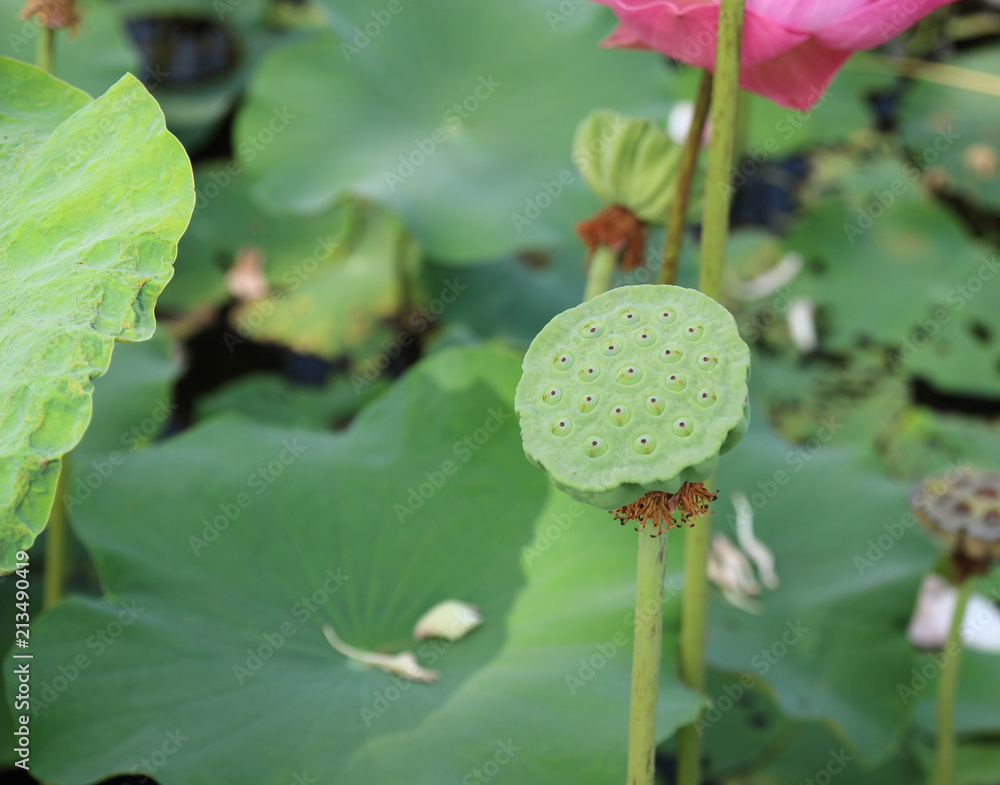 Shower shaped faded lotus flower in pond
