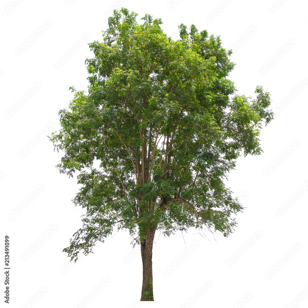 Obraz premium Tree isolated on a white background, Tree for design or decoration work.