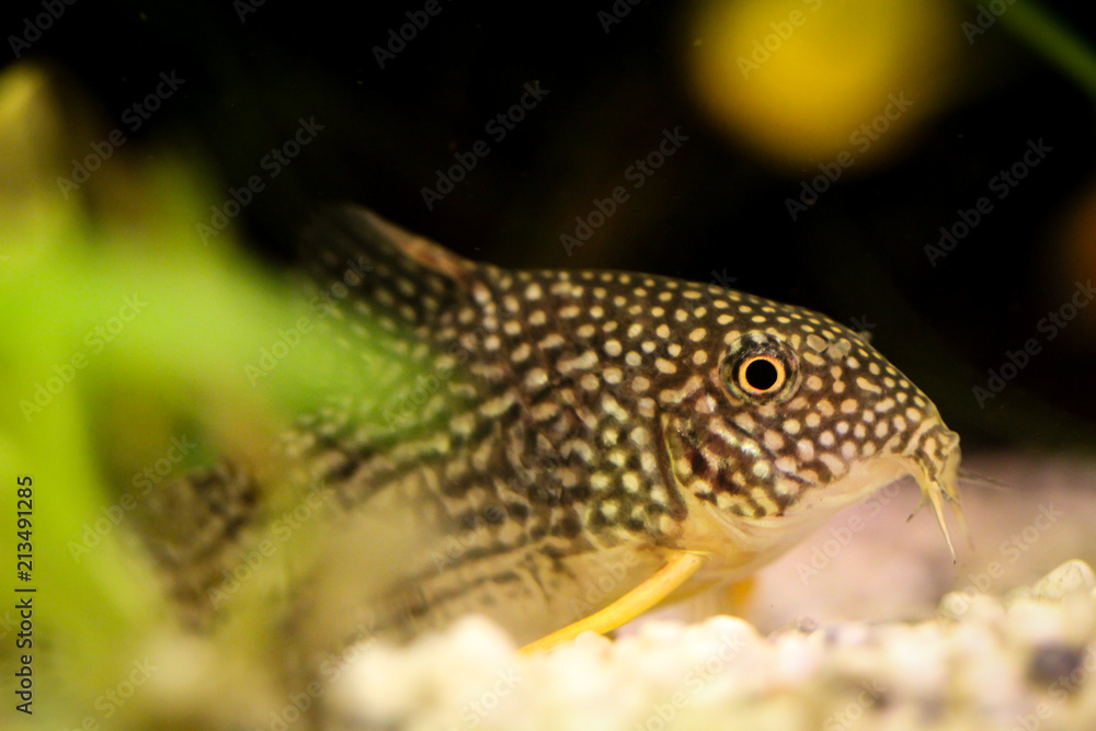 Welse, Antennenwels, Panzerwels im Aquarium Welse, Antennenwels, Panzerwels im Aquarium