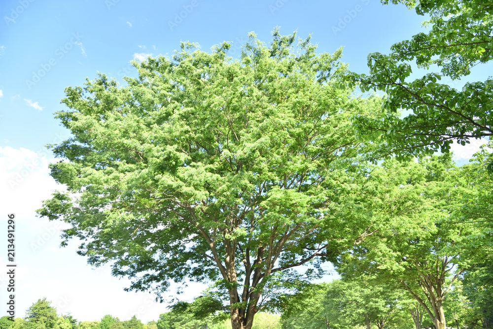 trees in the park