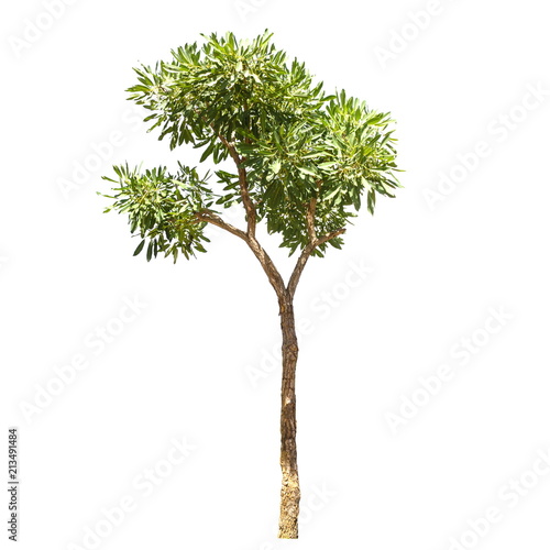 Tree isolated on a white background  Tree for design or decoration work.
