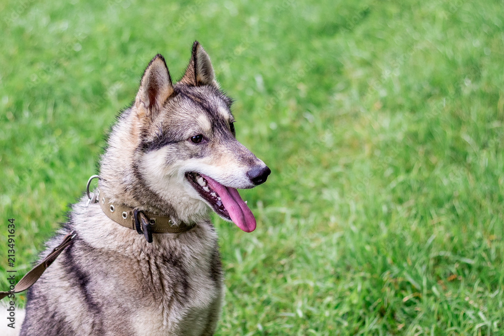 Portrait of gray husky (Laika) in profile on green blurry background. Dog on nature in rainy weather_ Portrait of gray husky (Laika) in profile on green blurry background. Dog on nature in rainy weather_