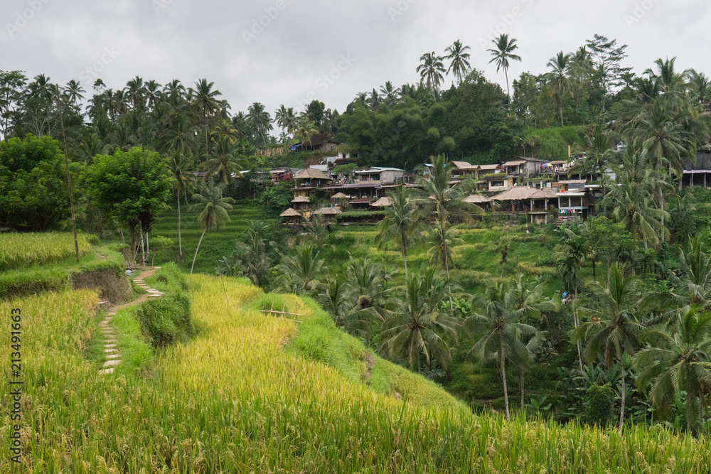 Ubud, Bali: Scenic view of beautifully green rice fields surrounded by palm trees in cloudy day Ubud, Bali: Scenic view of beautifully green rice fields surrounded by palm trees in cloudy day