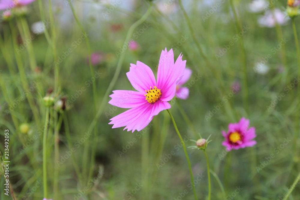 Cosmos flower (Cosmos Bipinnatus) with blurred background Cosmos flower (Cosmos Bipinnatus) with blurred background